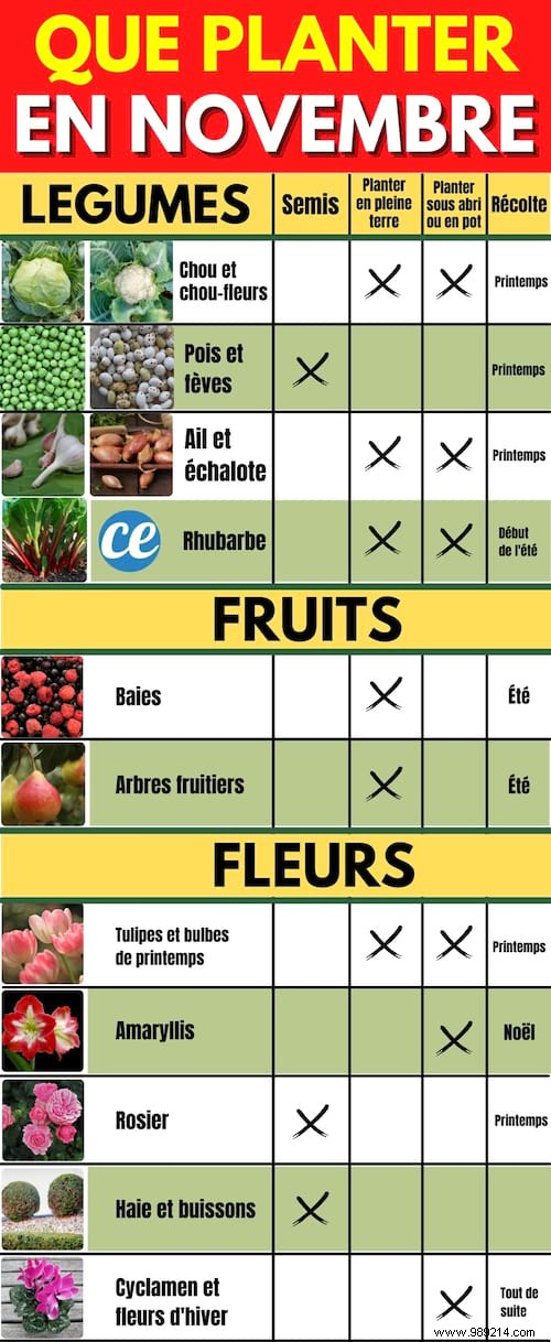 What to Plant in November: 15 Easy Vegetables, Fruits, Flowers & More for Fall Gardening Success