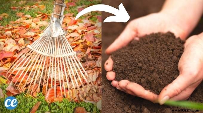 How to Turn Fallen Leaves into Free Organic Fertilizer for Your Garden and Houseplants