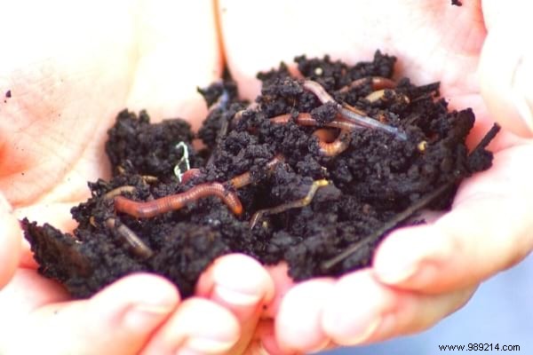 How to Turn Fallen Leaves into Free Organic Fertilizer for Your Garden and Houseplants