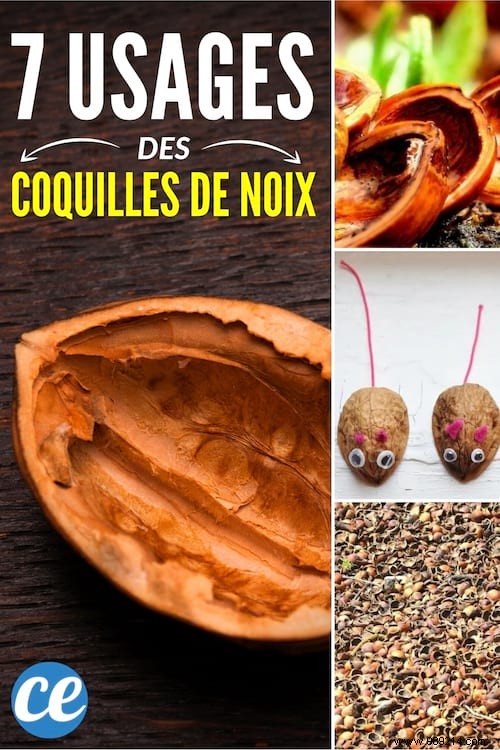 7 Genius Ways to Repurpose Walnut and Hazelnut Shells in Your Garden and Home