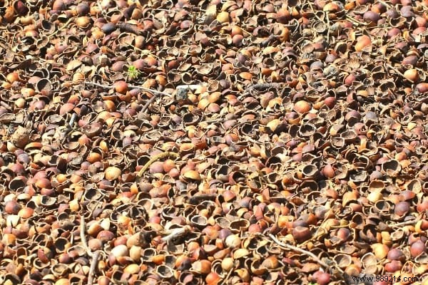 7 Genius Ways to Repurpose Walnut and Hazelnut Shells in Your Garden and Home