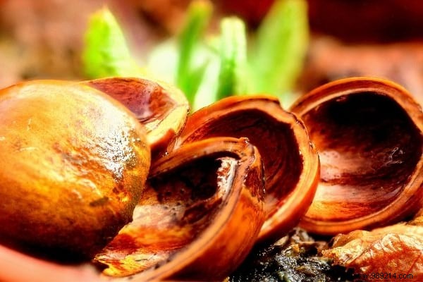7 Genius Ways to Repurpose Walnut and Hazelnut Shells in Your Garden and Home