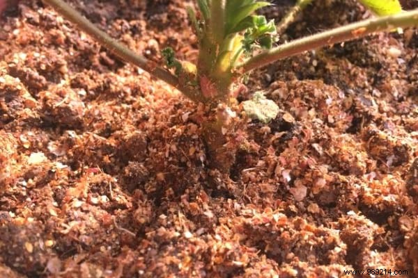 7 Genius Ways to Repurpose Walnut and Hazelnut Shells in Your Garden and Home