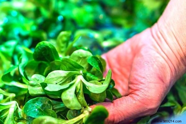 11 Cold-Hardy Vegetables to Plant in October for a Bountiful Fall and Winter Garden