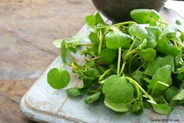 11 Cold-Hardy Vegetables to Plant in October for a Bountiful Fall and Winter Garden