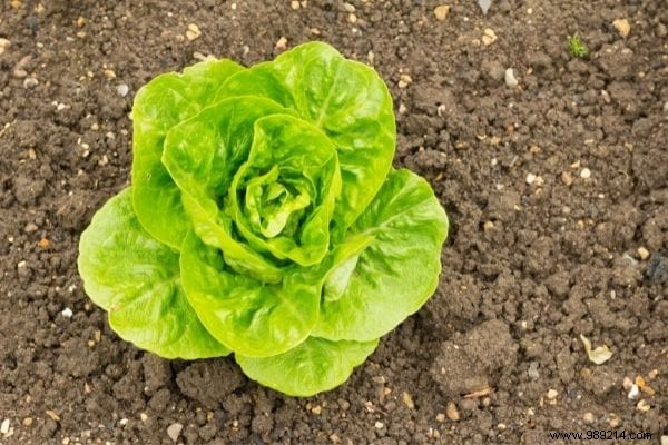 11 Cold-Hardy Vegetables to Plant in October for a Bountiful Fall and Winter Garden