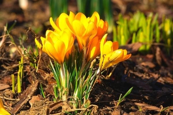 11 Cold-Hardy Vegetables to Plant in October for a Bountiful Fall and Winter Garden