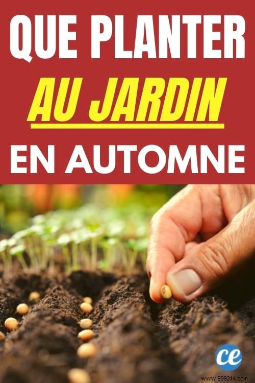 11 Cold-Hardy Vegetables to Plant in October for a Bountiful Fall and Winter Garden