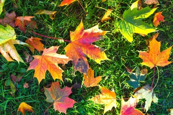 14 Proven Ways to Repurpose Fallen Leaves for a Healthier Garden and Home