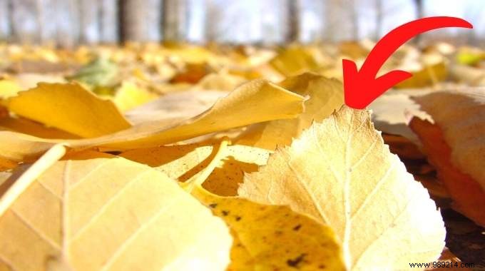 14 Proven Ways to Repurpose Fallen Leaves for a Healthier Garden and Home