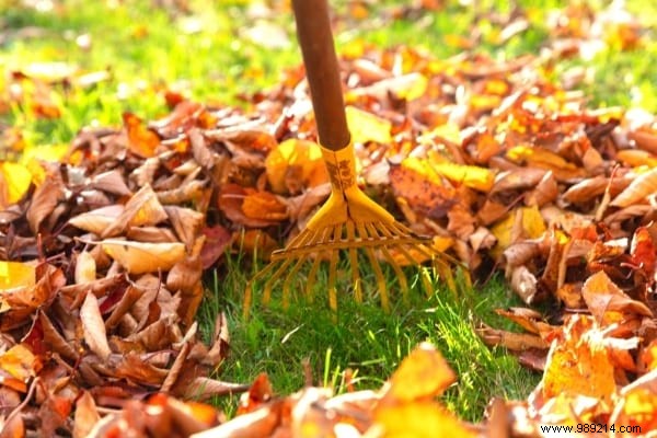 14 Proven Ways to Repurpose Fallen Leaves for a Healthier Garden and Home