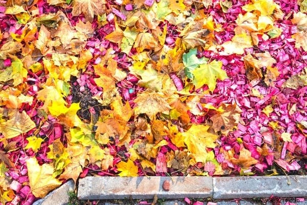 14 Proven Ways to Repurpose Fallen Leaves for a Healthier Garden and Home