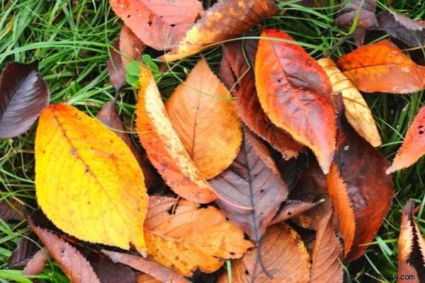 14 Proven Ways to Repurpose Fallen Leaves for a Healthier Garden and Home
