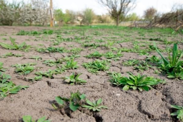 14 Proven Ways to Repurpose Fallen Leaves for a Healthier Garden and Home