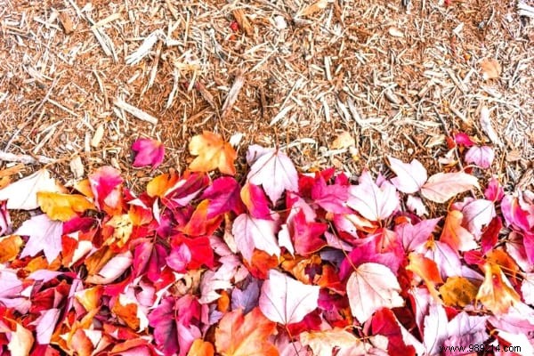14 Proven Ways to Repurpose Fallen Leaves for a Healthier Garden and Home