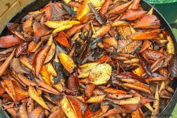 14 Proven Ways to Repurpose Fallen Leaves for a Healthier Garden and Home