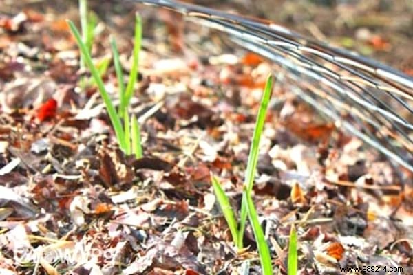 14 Proven Ways to Repurpose Fallen Leaves for a Healthier Garden and Home