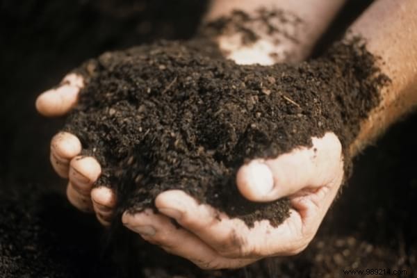 14 Proven Ways to Repurpose Fallen Leaves for a Healthier Garden and Home