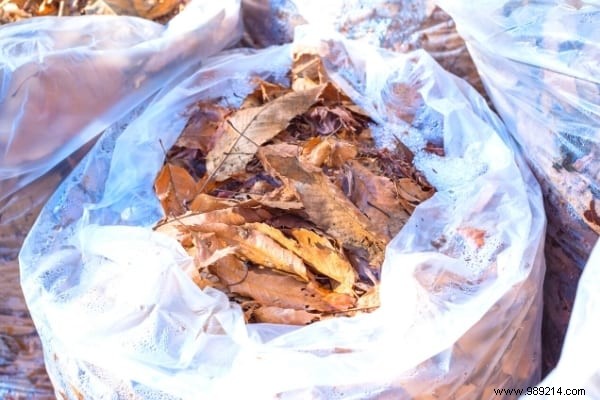 14 Proven Ways to Repurpose Fallen Leaves for a Healthier Garden and Home