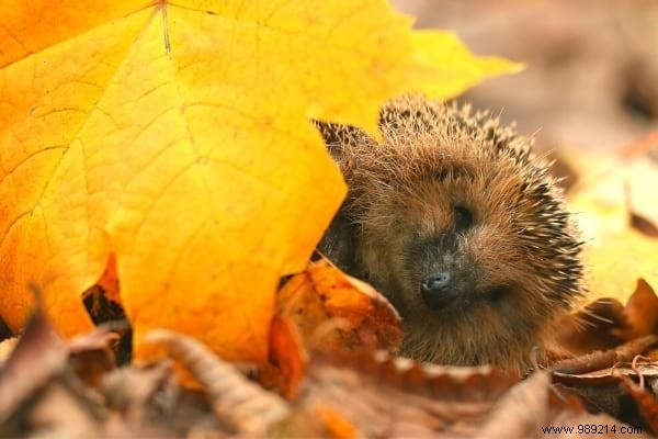 14 Proven Ways to Repurpose Fallen Leaves for a Healthier Garden and Home