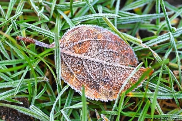 14 Proven Ways to Repurpose Fallen Leaves for a Healthier Garden and Home