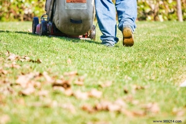 14 Proven Ways to Repurpose Fallen Leaves for a Healthier Garden and Home