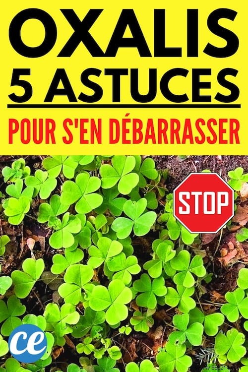 5 Proven Natural Ways to Eliminate Oxalis (Wood Sorrel) from Your Garden