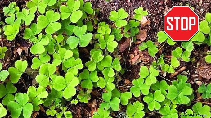 5 Proven Natural Ways to Eliminate Oxalis (Wood Sorrel) from Your Garden