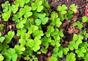 5 Proven Natural Ways to Eliminate Oxalis (Wood Sorrel) from Your Garden