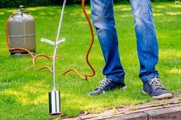 5 Proven Natural Ways to Eliminate Oxalis (Wood Sorrel) from Your Garden