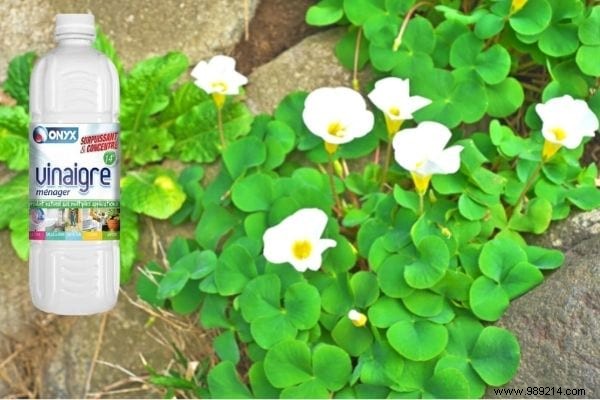 5 Proven Natural Ways to Eliminate Oxalis (Wood Sorrel) from Your Garden
