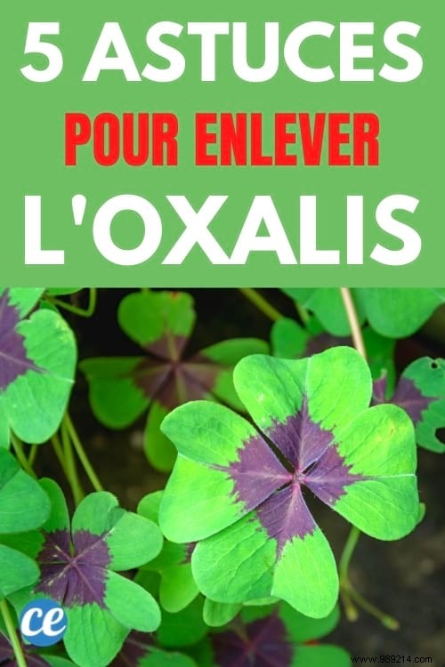 5 Proven Natural Ways to Eliminate Oxalis (Wood Sorrel) from Your Garden