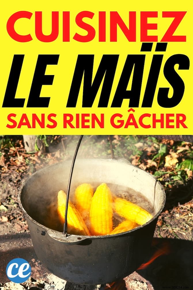 Repurpose Corn Cooking Water: A Proven Natural Fertilizer for Thriving Roses