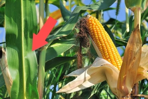 Repurpose Corn Cooking Water: A Proven Natural Fertilizer for Thriving Roses