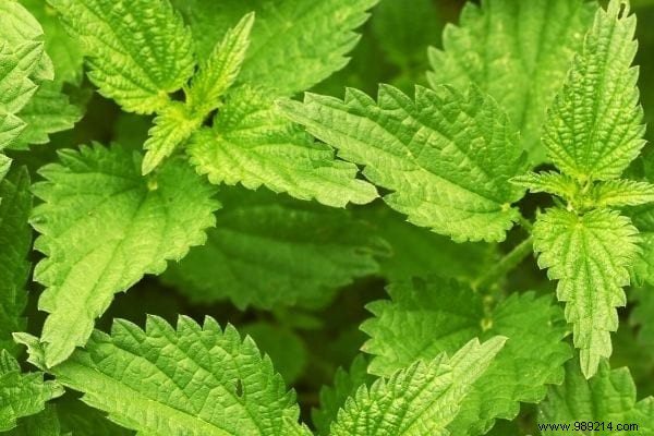 10 Edible Garden Weeds: Turn Common Pests into Nutritious Meals