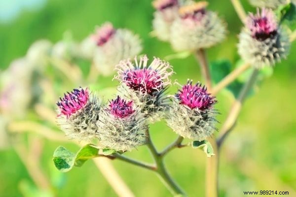 10 Edible Garden Weeds: Turn Common Pests into Nutritious Meals