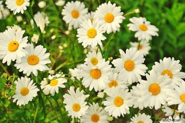 10 Edible Garden Weeds: Turn Common Pests into Nutritious Meals