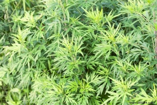 10 Edible Garden Weeds: Turn Common Pests into Nutritious Meals