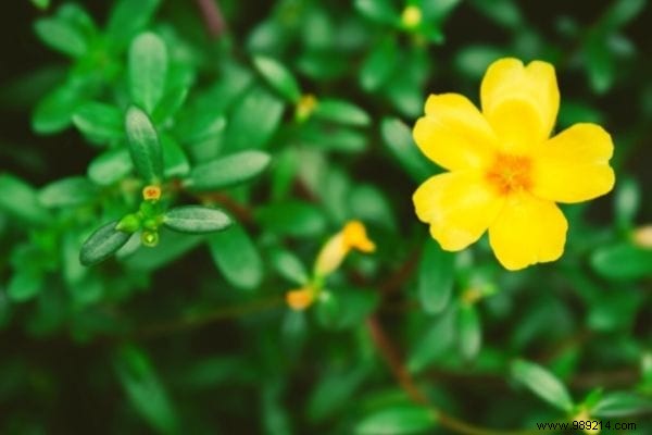 10 Edible Garden Weeds: Turn Common Pests into Nutritious Meals