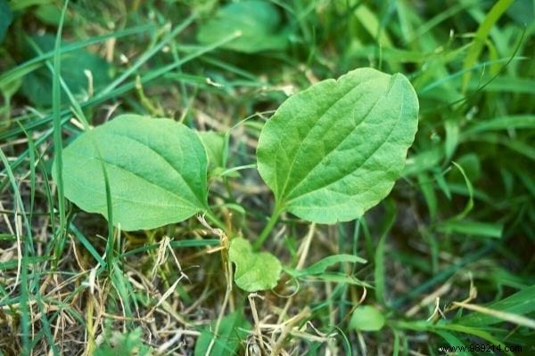 10 Edible Garden Weeds: Turn Common Pests into Nutritious Meals