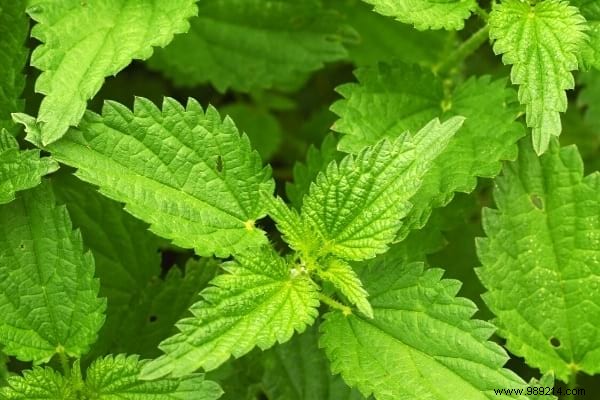 10 Beneficial Garden Weeds You Should Never Pull: Unlock Their Hidden Value