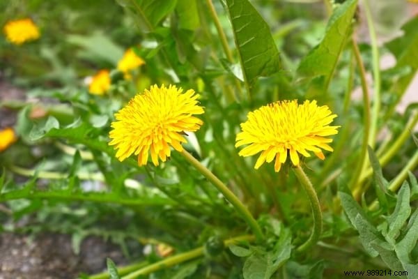 10 Beneficial Garden Weeds You Should Never Pull: Unlock Their Hidden Value