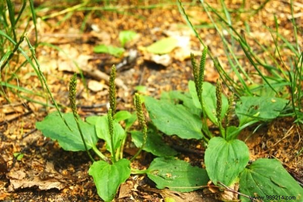 10 Beneficial Garden Weeds You Should Never Pull: Unlock Their Hidden Value