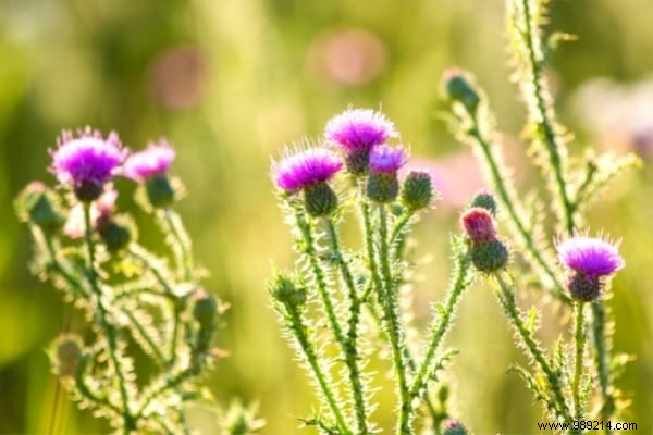 10 Beneficial Garden Weeds You Should Never Pull: Unlock Their Hidden Value