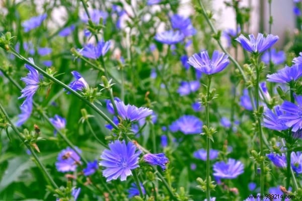 10 Beneficial Garden Weeds You Should Never Pull: Unlock Their Hidden Value