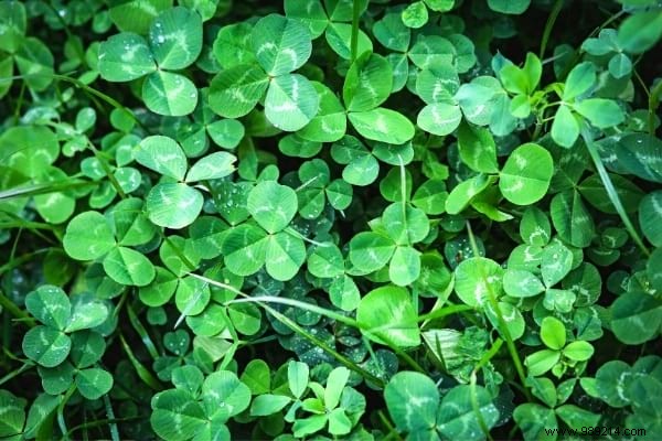 10 Beneficial Garden Weeds You Should Never Pull: Unlock Their Hidden Value