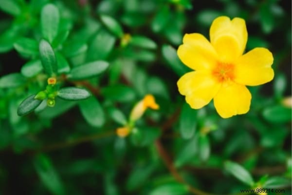 10 Beneficial Garden Weeds You Should Never Pull: Unlock Their Hidden Value