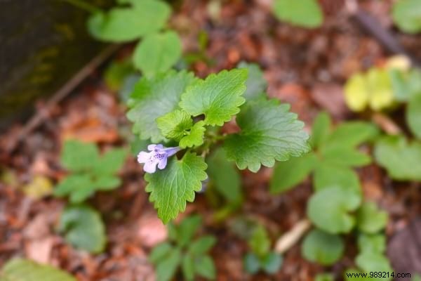 10 Beneficial Garden Weeds You Should Never Pull: Unlock Their Hidden Value