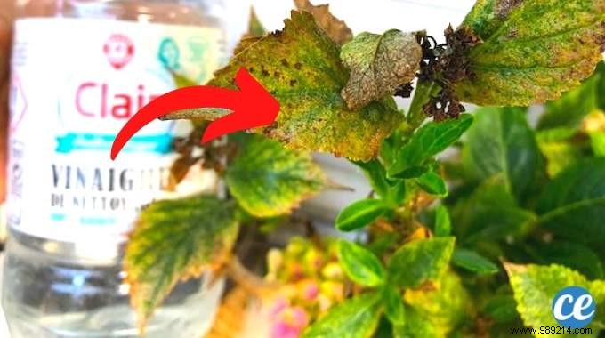 White Vinegar and Chamomile: My Proven Natural Fungicide for Healthy Plants