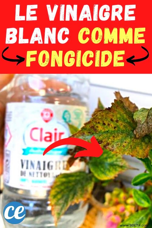 White Vinegar and Chamomile: My Proven Natural Fungicide for Healthy Plants